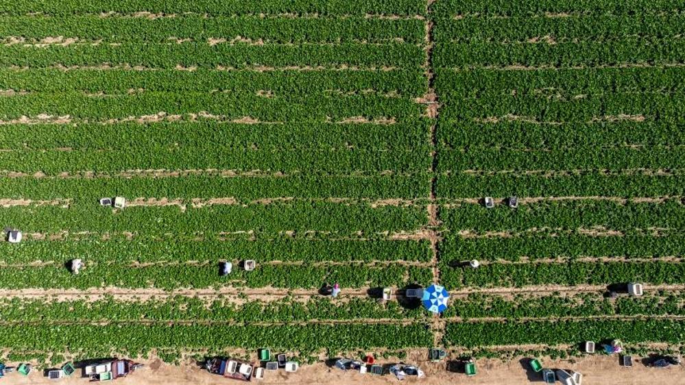 First crop of cool-season vegetables in China's Helan enters harvesting season