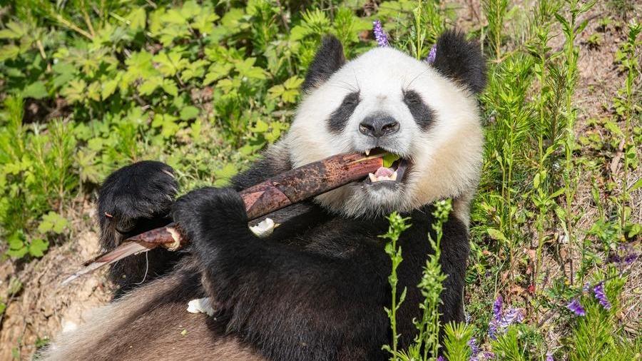China's systematic push powers panda protection