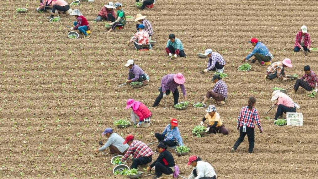 Farmers busy with farm work in C China's Hubei
