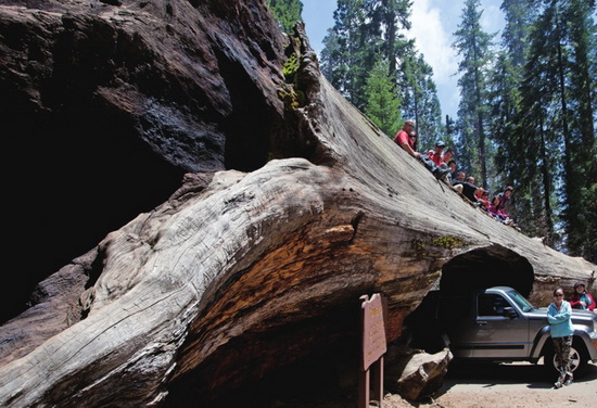 巨树_世界之树是什么树种