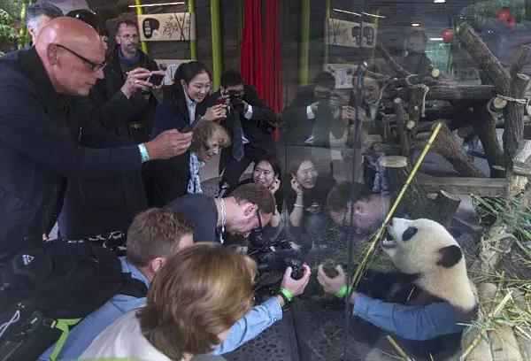7月5日，在柏林动物园内的大熊猫馆，参观者在围观大熊猫“梦梦”。当日，来自四川成都大熊猫繁育研究基地的“梦梦”和“娇庆”在位于柏林动物园内的大熊猫馆正式亮相。 新华社记者费茂华摄