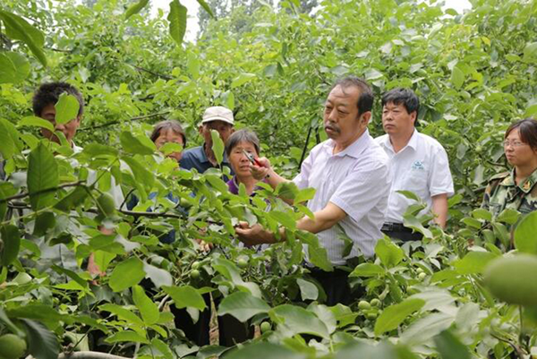 图为李保国在田间为农户讲解核桃栽培实用技术。