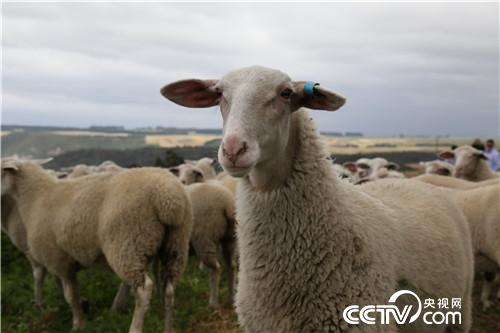 [致富经]我们在新西兰养绵羊 20190409 