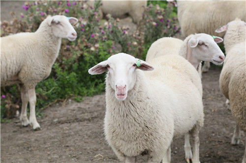 瓦伊图克库拉图牧场主威廉合作,投资2000万入股威廉的奶绵羊牧场