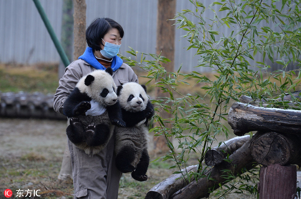 Germany-born pandas celebrate their 4th birthday ahead of expected trip to  China