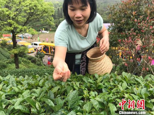 粤开采千米高山茶冀提升质量进入粤港澳大湾区市场