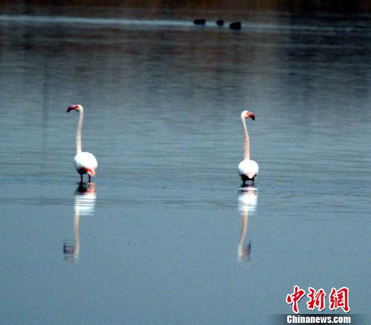 内蒙古磴口境内首次发现世界濒危野生动物火烈鸟