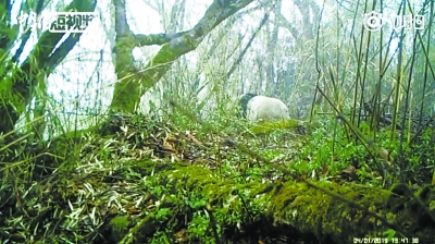 绵竹首次拍到野生大熊猫视频