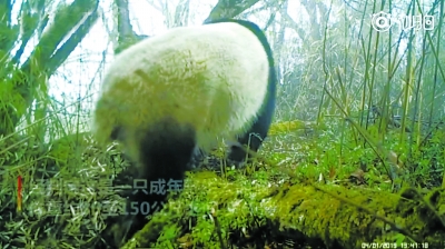 绵竹首次拍到野生大熊猫视频