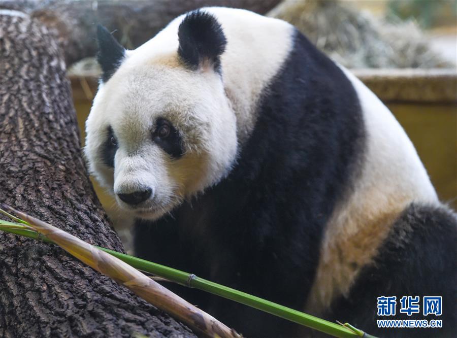 大熊猫“园园”