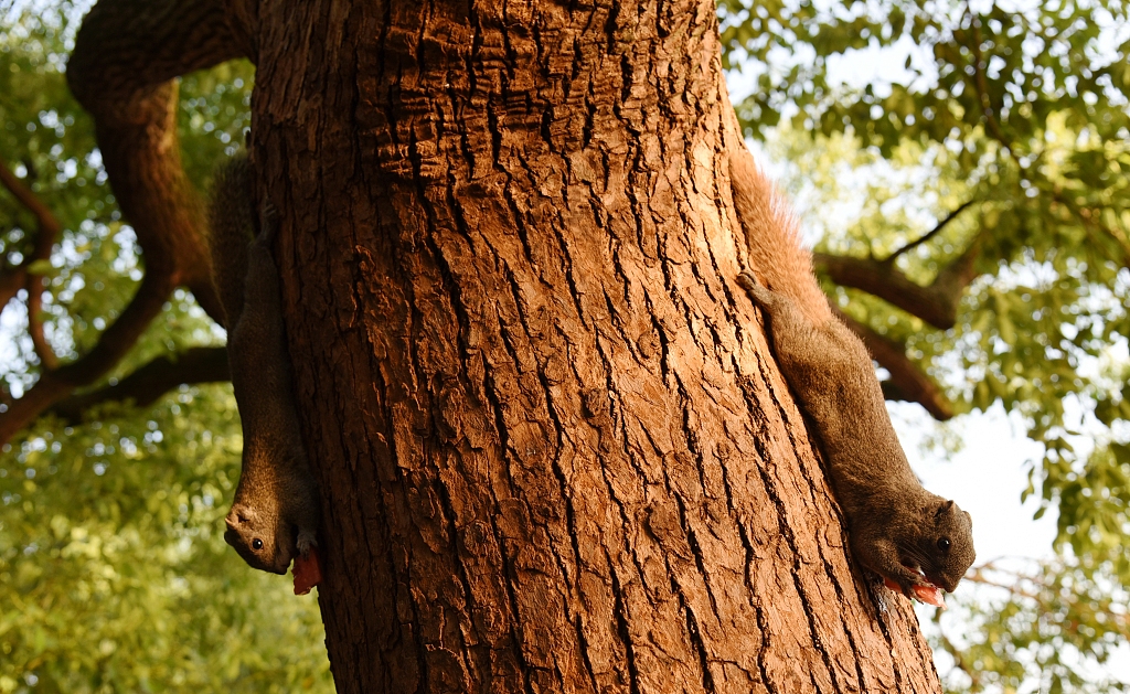 不愁吃、 运动量还少 “西湖萌宠”松鼠胖成龙猫