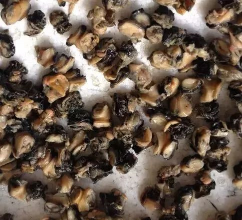 看海西  > 正文  即便是个头相当的田螺和福寿螺,构造上都会有很大的