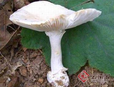 云南盈江一家四口自采误食致命鹅膏菌中毒死亡