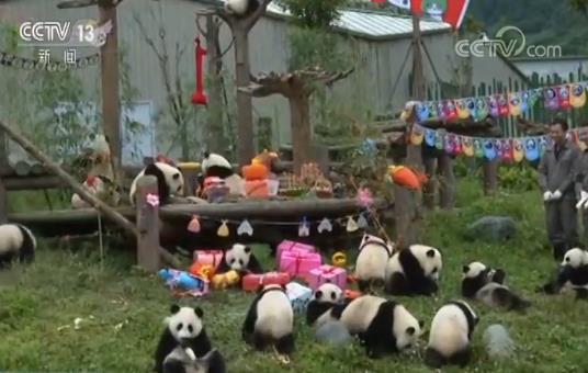 【我们1岁啦!18只熊猫宝宝幼儿园里撒欢儿庆生 萌翻全场!】熊猫宝宝幼儿园