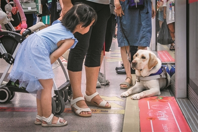 一张出生证难倒导盲犬出行 爱心人士帮助导盲犬进地铁