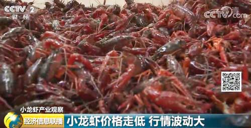小龙虾价格走低 行情波动大