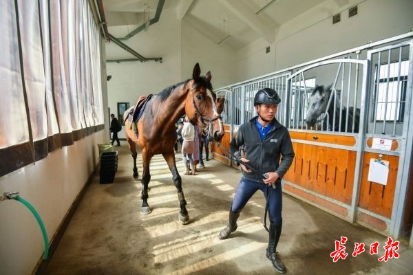 军运会比赛用马在武汉商学院马术场接受训练。 记者李葳 摄