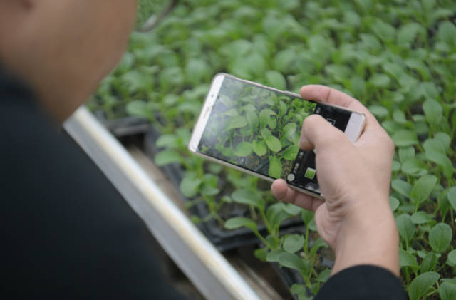 原州区彭堡镇冷凉蔬菜产业：“菜篮子”鼓起农民的“钱袋子”