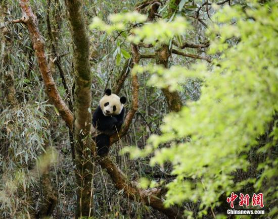 　　资料图：两只大熊猫在卧龙核桃坪野化培训基地接受为期两年左右的野化培训。 钟欣 摄  