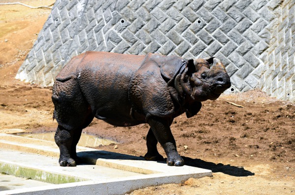 日本多摩动物园一饲养员遭犀牛袭击惨死园内
