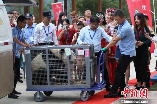 10只大熊猫同日“落户”南京 全是8月出生的“狮子座”