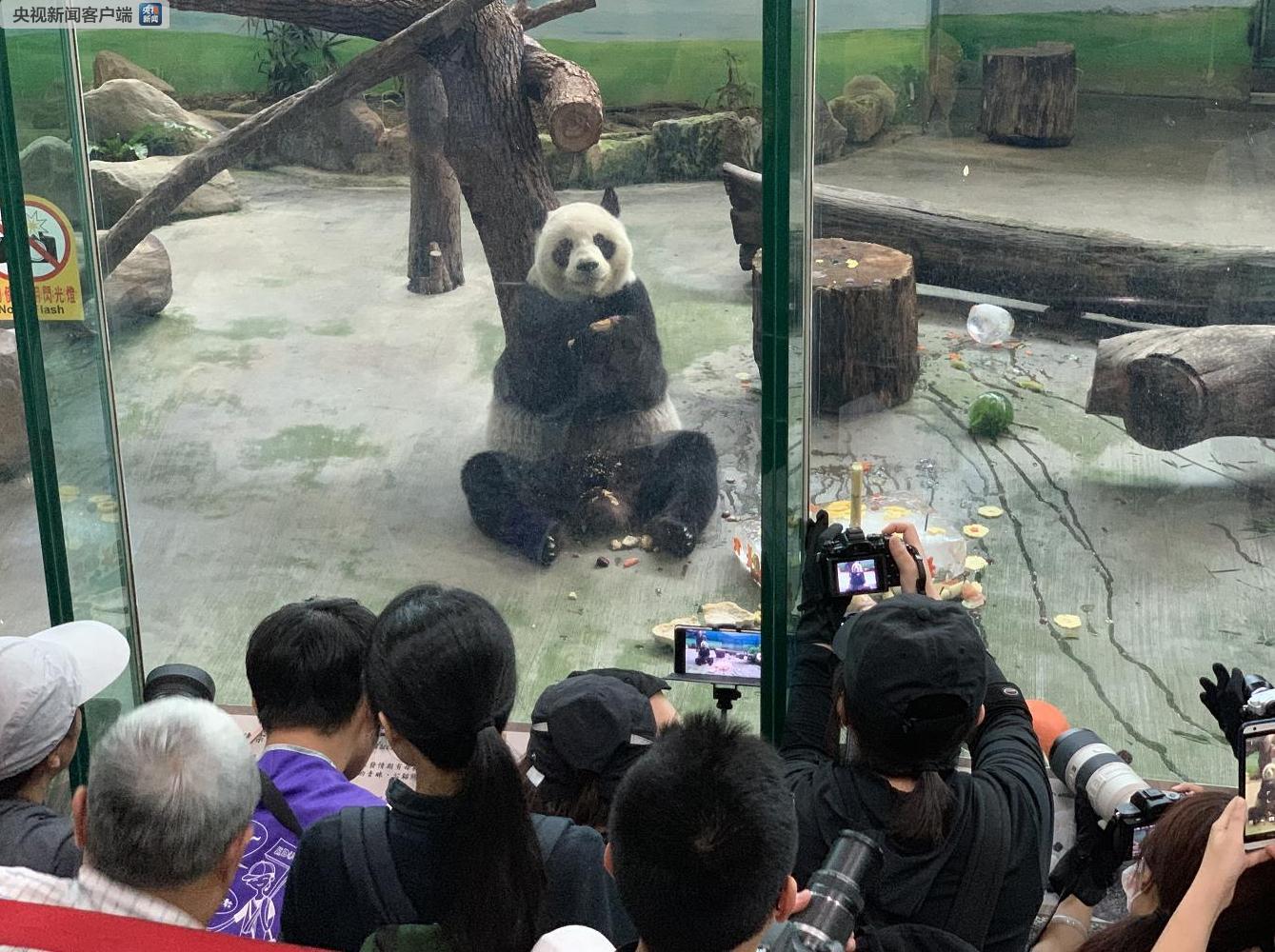 大陆赠台大熊猫团团圆圆喜迎15岁生日