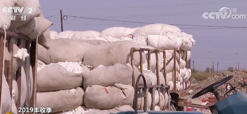 今年我国棉花总产量预计将达到616万吨