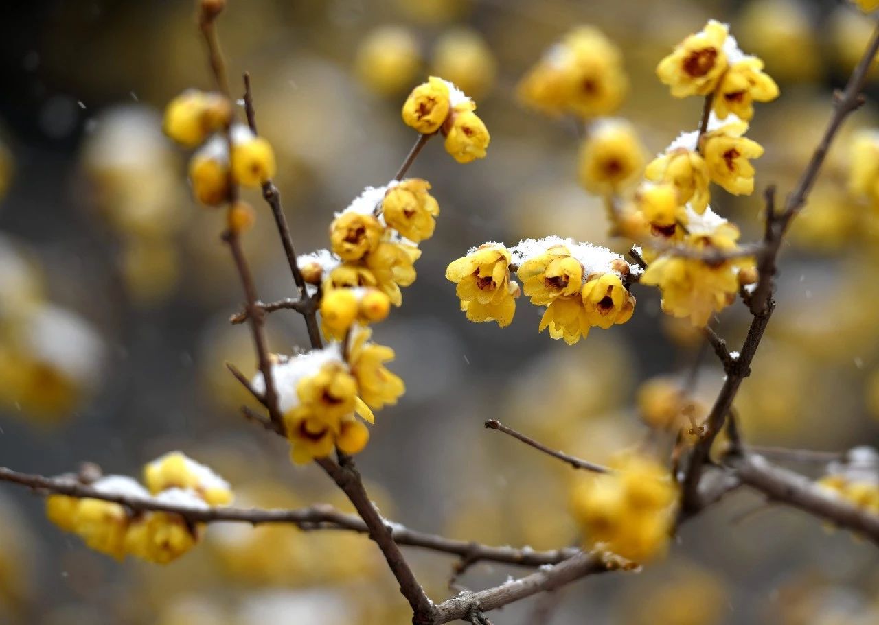 小雪，飞雪如花落 岁岁又年年（图13）