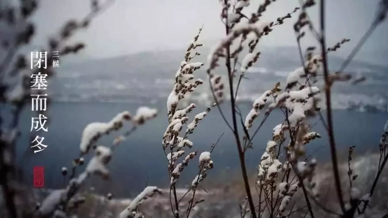 小雪，飞雪如花落 岁岁又年年（图4）