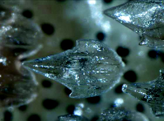 海水中的二氧化碳浓度上升致海洋酸化 鲨鱼牙齿鳞片都