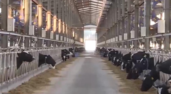 黑龙江林甸奶牛产业带动种植结构调整 让农民享受实惠