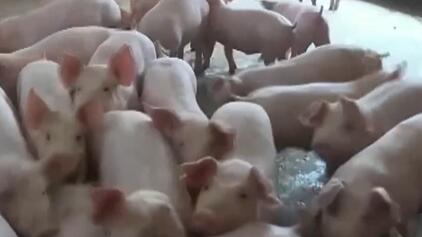 猪肉市场供应最紧张时期已过 生猪出栏和猪肉供应将逐步恢复