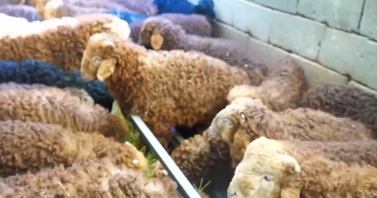 新技术提高新疆阿勒泰冬季羊羔成活率 已完成冬羔生产30余万只