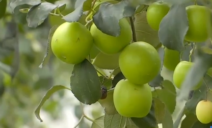 广东青枣、四川血橙、大连油桃……各地特色农产品成熟上市