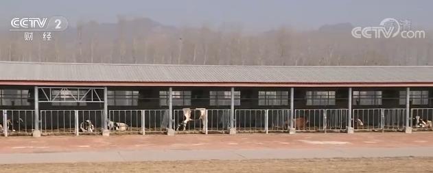我国将加快商业化育种体系建设 促进畜牧业现代化发展