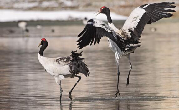 黑颈鹤于3 月中下旬迁徙到繁殖地，10 月中旬飞抵越冬地。彭建生摄