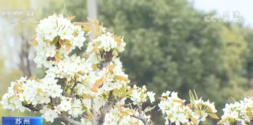 苏州：乡村千亩梨花盛开 吸引游客踏春赏花
