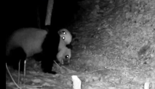 罕见！两只野生大熊猫激烈打斗 一只脸部“挂彩”