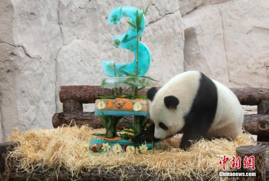 图片为：当地时间2019年7月31日，大熊猫在吃自己的“生日蛋糕”