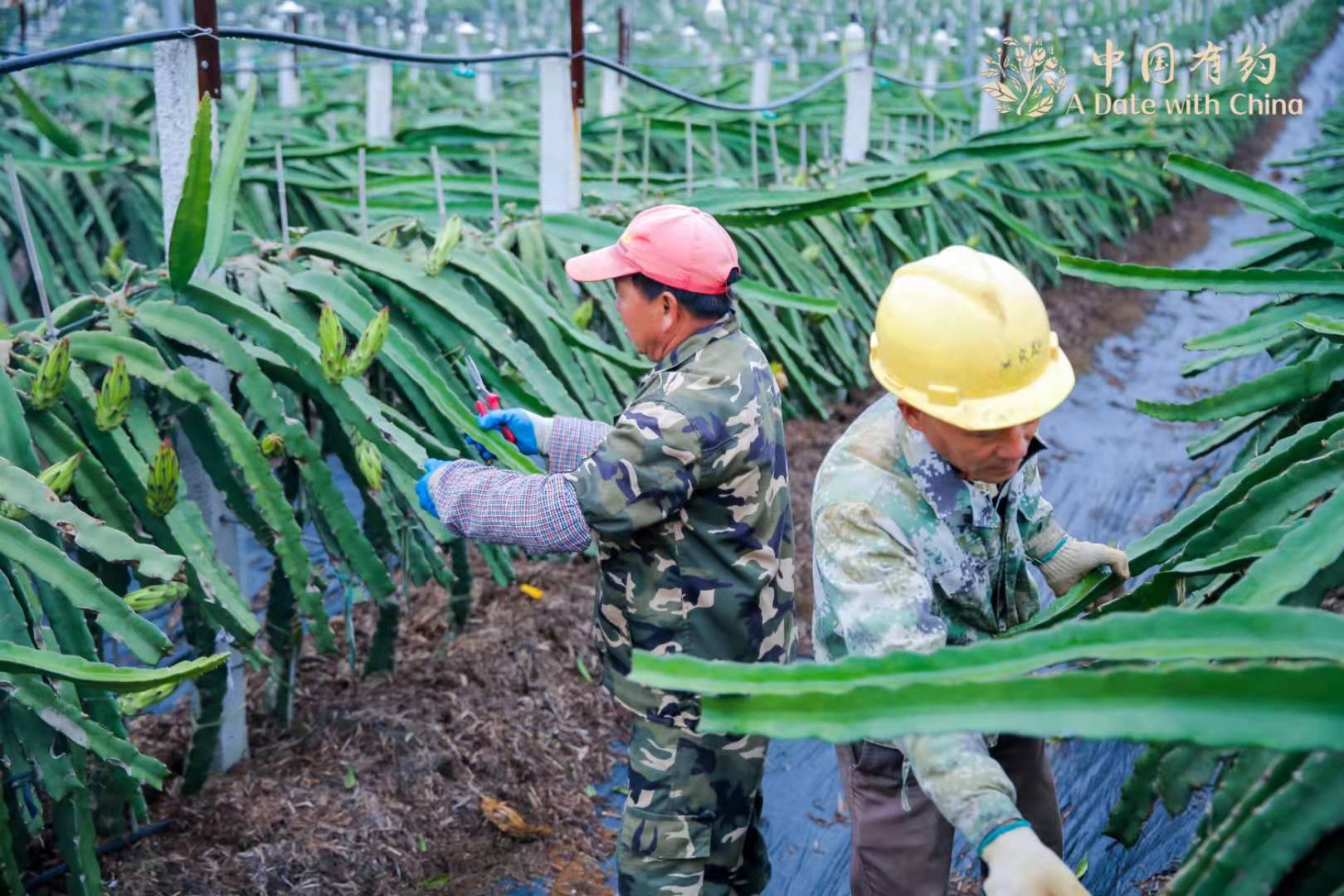 Dragon fruit trees create spectacular night views_英语频道_央视网(cctv.com)