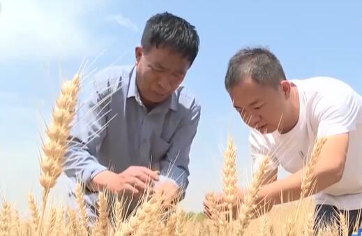 陕西渭南：旱地小麦开机收割 亩产预计600斤到800斤