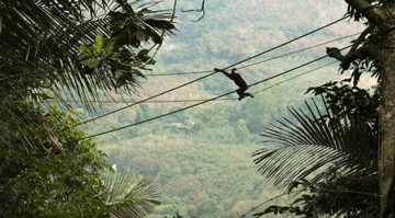 海南热带雨林国家公园为海南长臂猿搭建起“树冠桥梁”
