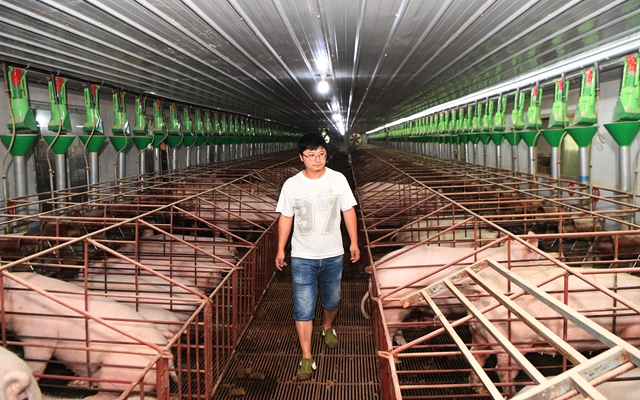 在重庆市万州区一生猪生态养殖基地，工作人员巡视猪场情况。