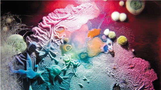 俄罗斯摄影师镜头下的霉菌看起来就像外星球色彩斑斓的风景