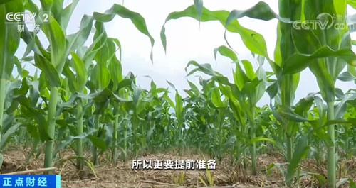农业农村部：气象灾害影响秋粮生产 丰收关键在防灾减灾