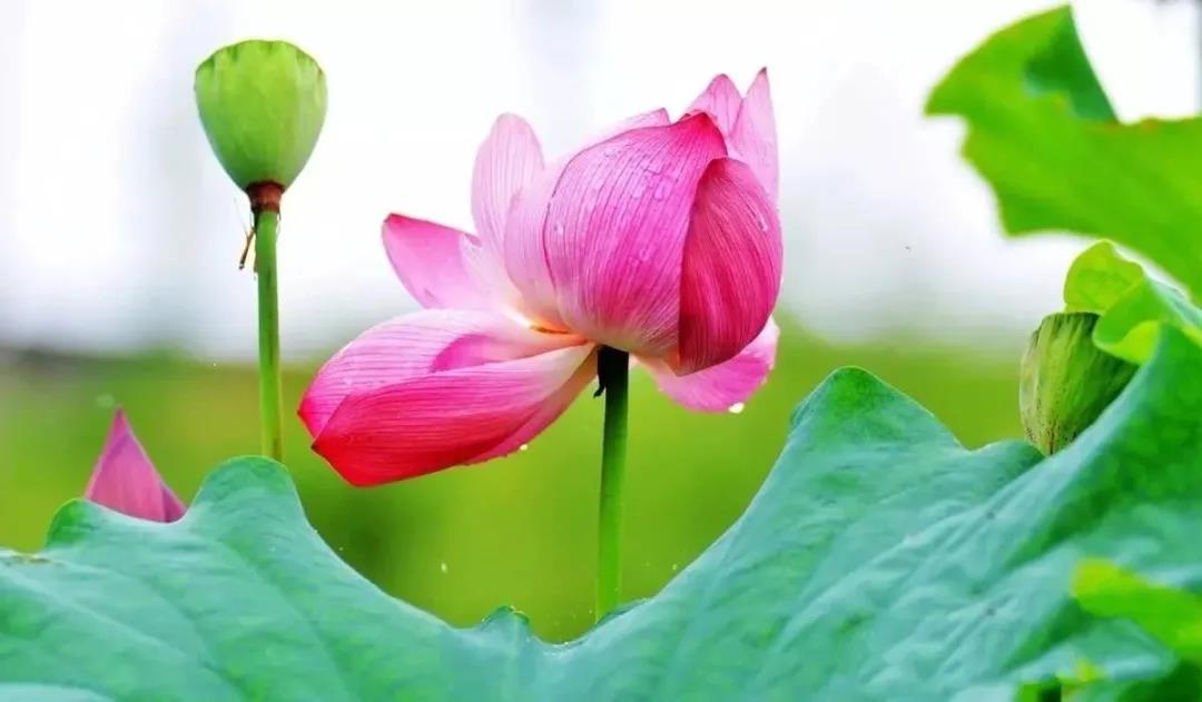大美v视来这人间仙境和合之地看三莲并蒂奇景