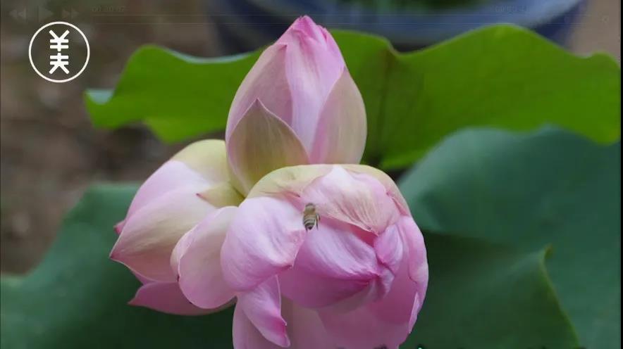 大美v视来这人间仙境和合之地看三莲并蒂奇景