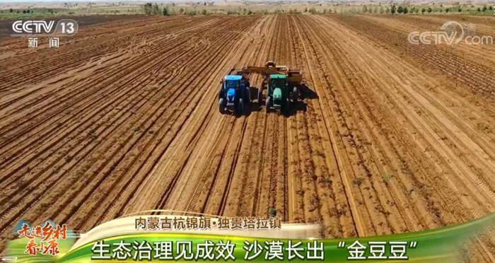 内蒙古杭锦旗·独贵塔拉镇：生态治理见成效 沙漠长出“金豆豆”
