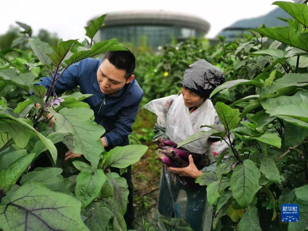 　　贵州省遵义市汇川区驻村干部余永流（左）和农户一起采摘茄子（资料照片）。新华社发