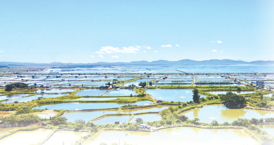 漳州市诏安县养殖基地一派丰收景象。